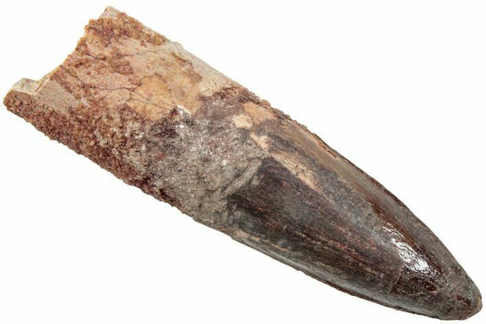 Fossil Spinosaurus Tooth - Real Dinosaur Tooth #234323